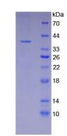 Recombinant Osteocalcin (OC)