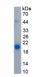 Recombinant Lymphotoxin Beta Receptor (LTbR)