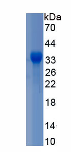 Recombinant Lymphotoxin Beta Receptor (LTbR)