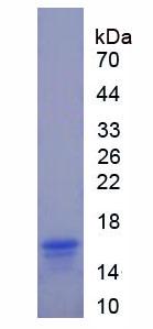 Recombinant N-Terminal Pro-Atrial Natriuretic Peptide (NT-ProANP)