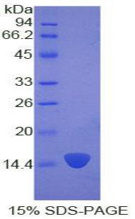 Recombinant Keratin 2 (CK2)