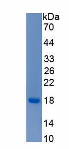 Recombinant Cytokeratin 1 (CK1)