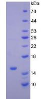 Recombinant Natriuretic Peptide Precursor B (NPPB)