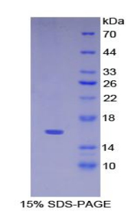 Recombinant Cytokeratin 15 (CK15)