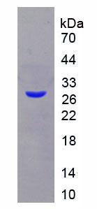 Recombinant Apolipoprotein A1 (APOA1)