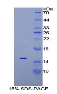 Recombinant Platelet Derived Growth Factor AA (PDGFAA)