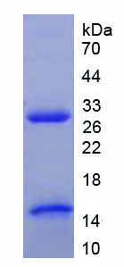 Recombinant Tissue Factor (TF)