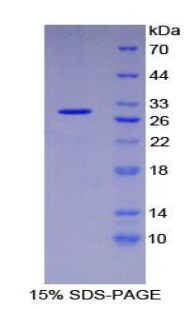 Recombinant Intercellular Adhesion Molecule 3 (ICAM3)