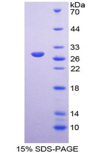 Recombinant Intercellular Adhesion Molecule 2 (ICAM2)