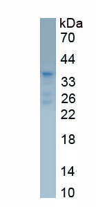 Recombinant Myelin Basic Protein (MBP)