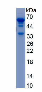 Recombinant Myelin Basic Protein (MBP)