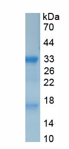 Recombinant Myelin Basic Protein (MBP)