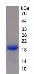 Recombinant Brain Natriuretic Peptide (BNP)