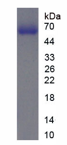 Recombinant Immunoglobulin M (IgM)