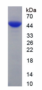 Recombinant Immunoglobulin E (IgE)