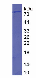 Recombinant Vascular Cell Adhesion Molecule 1 (VCAM1)