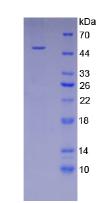 Recombinant Intercellular Adhesion Molecule 1 (ICAM1)