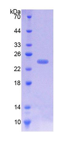 Recombinant Intercellular Adhesion Molecule 1 (ICAM1)