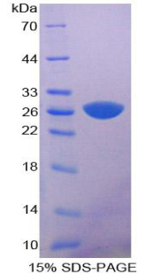 Recombinant Intercellular Adhesion Molecule 1 (ICAM1)