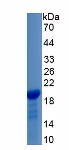 Recombinant Matrix Metalloproteinase 9 (MMP9)