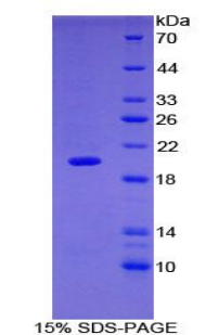 Recombinant Matrix Metalloproteinase 9 (MMP9)