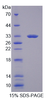 Recombinant Nicotinamide Adenine Dinucleotide Phosphate Oxidase 1 (NOX1)