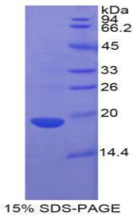 Recombinant Fatty Acid Binding Protein 2, Intestinal (FABP2)