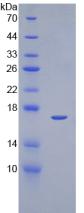 Recombinant Epidermal Growth Factor (EGF)