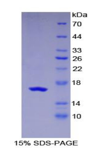 RPA561Hu01.jpg