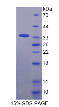 RPA563Bo02.jpg