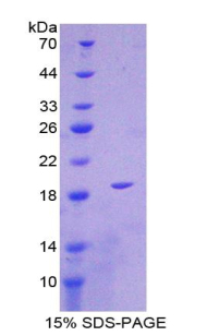 Recombinant Interleukin 1 Delta (FIL1d)