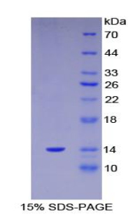 Recombinant S100 Calcium Binding Protein A11 (S100A11)