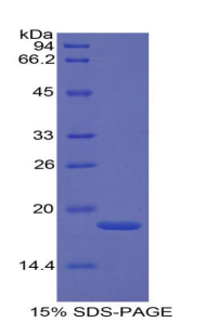 Recombinant P-Selectin (SELP)