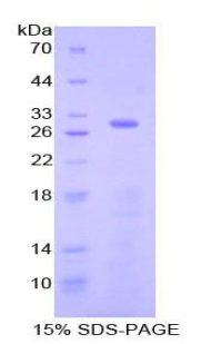 Recombinant P-Selectin (SELP)