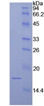 Recombinant Laminin Alpha 1 (LAMA1)