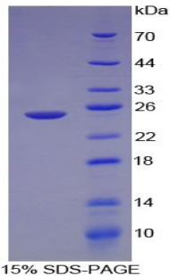 Recombinant Laminin Alpha 1 (LAMA1)