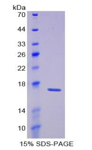 Recombinant Laminin Alpha 1 (LAMA1)