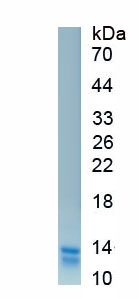 Recombinant Phospholipase A2 Activating Protein (PLAP)