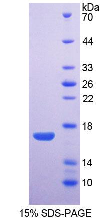 Recombinant Aquaporin 1 (AQP1)