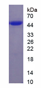 Recombinant Aquaporin 3, Gill Blood Group (AQP3)