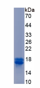 Recombinant Aquaporin 4 (AQP4)