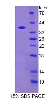 RPA584Bo01.jpg