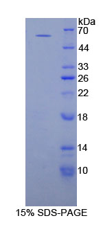 RPA591Mi01.jpg