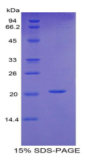 Recombinant Fibrillin 1 (FBN1)