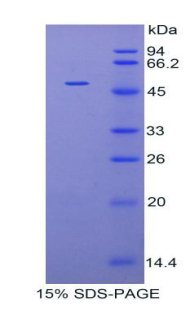 Recombinant Fibrillin 1 (FBN1)