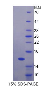 Recombinant Fibrillin 1 (FBN1)