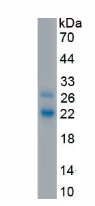 RPA593Mu03.jpg