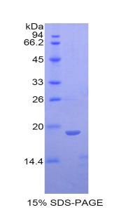 Recombinant Fibrillin 1 (FBN1)