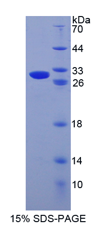 Recombinant Granzyme B (GZMB)