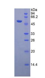 Recombinant Granzyme B (GZMB)